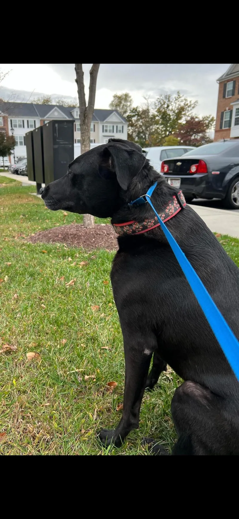 An adult medium-sized male Labrador Retriever dog named Ziggy for adoption in Baltimore, MD
