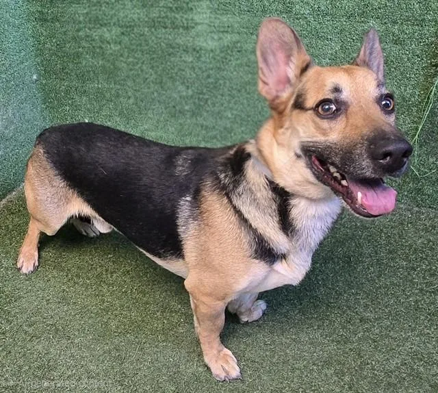 An adult medium-sized male German Shepherd Dog dog named Chompi for adoption in Lancaster, CA