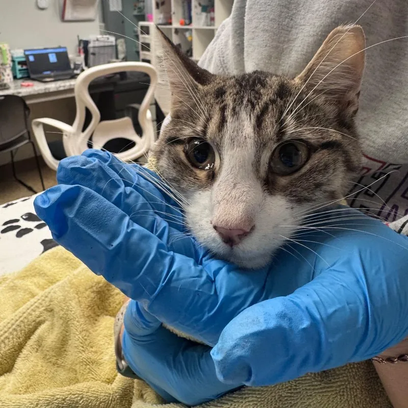 A senior medium-sized male Domestic Short Hair cat named Amazon for adoption in Birdsboro, PA
