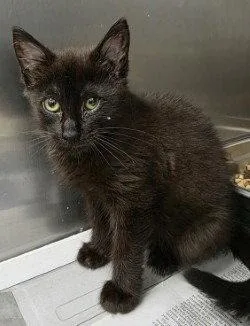 A baby small-sized female Black Domestic Short Hair cat named CA  Gelato for adoption in Glen Allen, VA