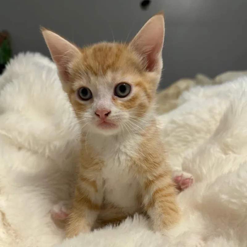 A baby small-sized male Orange / Red Domestic Short Hair cat named Stinky for adoption in North Canton, OH