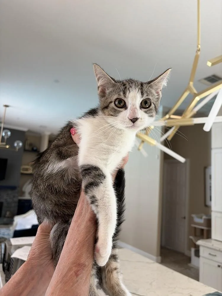 A baby medium-sized male American Shorthair cat named Clifford for adoption in Tampa, FL