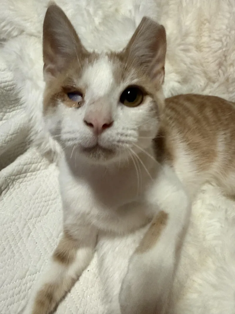 A young medium-sized male Orange & White Domestic Short Hair cat named Kolby Jack for adoption in Greer, SC