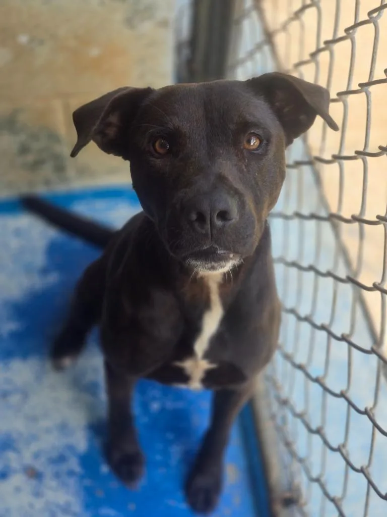 A young medium-sized female Mixed Breed dog named Flower for adoption in Danielsville, GA