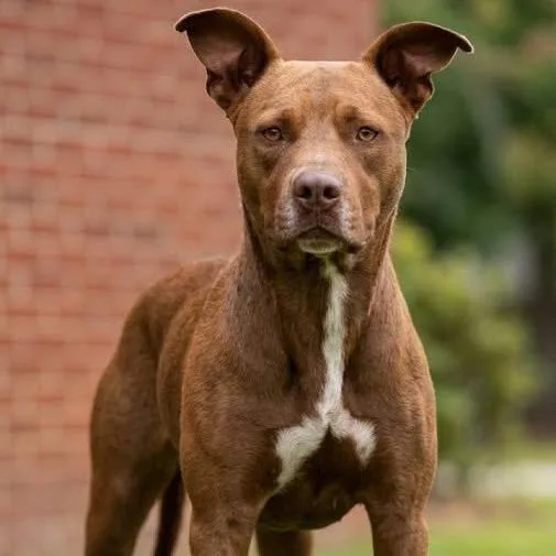 An adult medium-sized male Labrador Retriever dog named Edward for adoption in Guntersville, AL