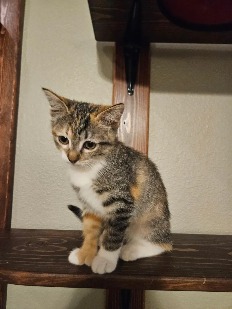 A baby medium-sized female Calico Domestic Short Hair cat named Ms. Beans for adoption in Lubbock, TX