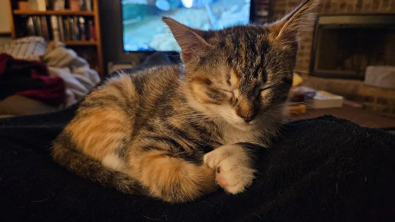 Ms. Beans thumbnail 2