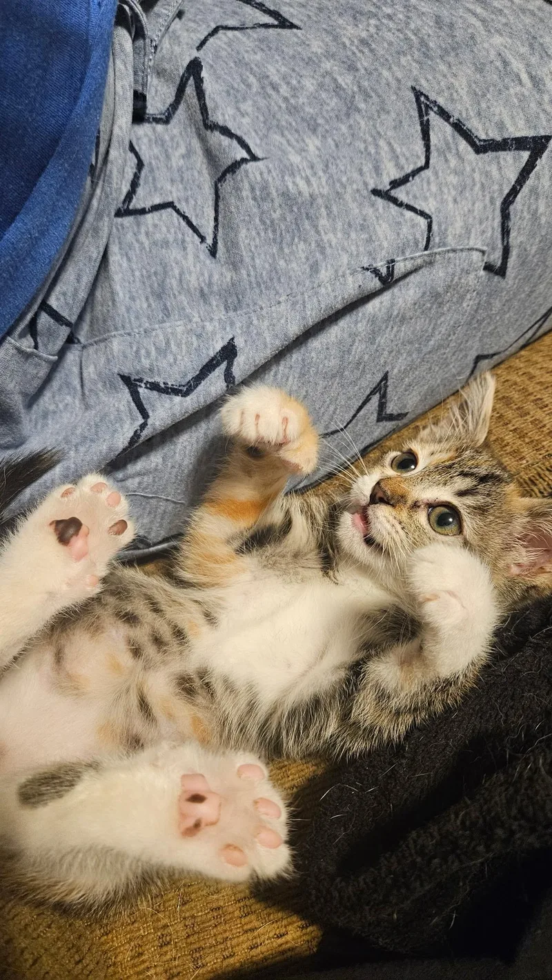 Ms. Beans thumbnail 4