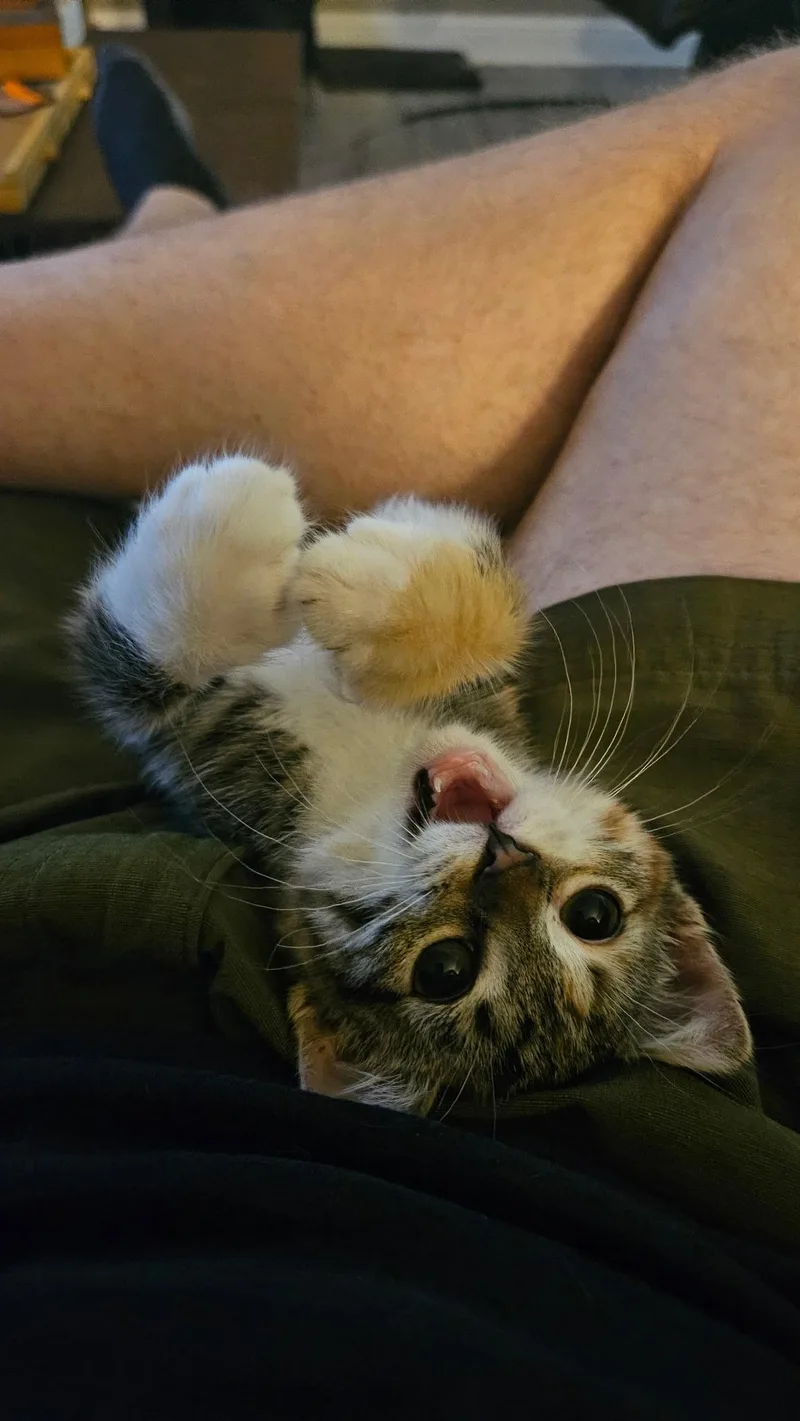 Ms. Beans thumbnail 5