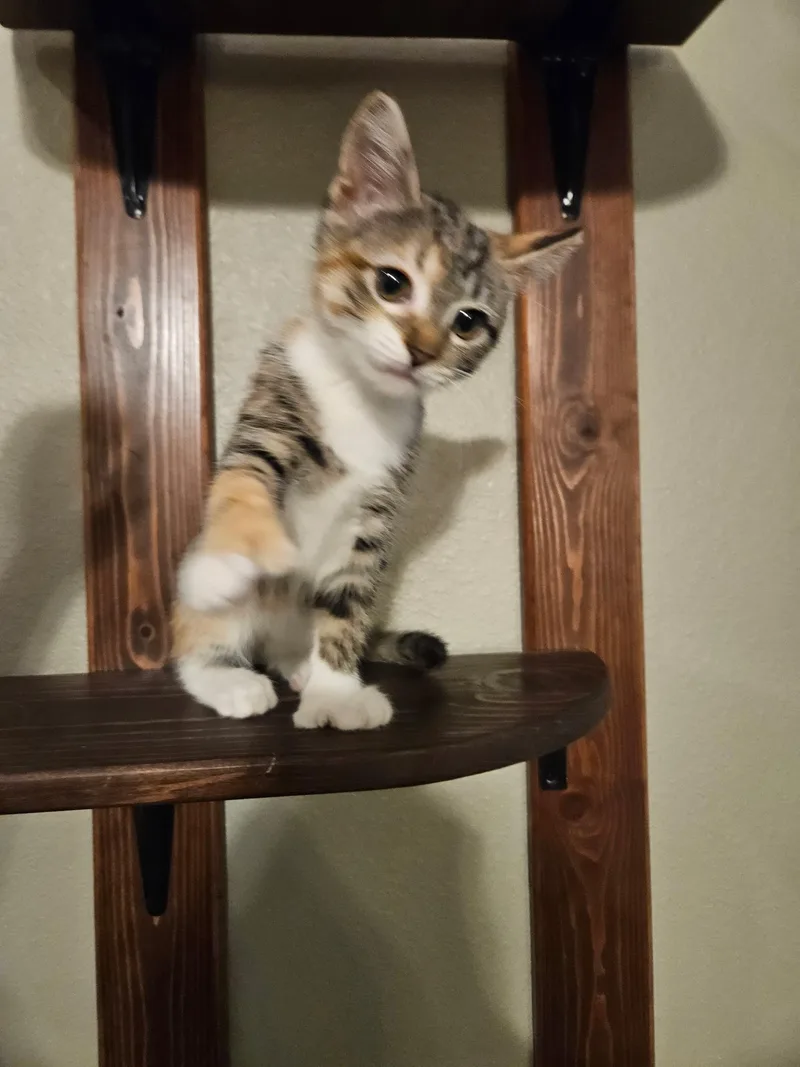 Ms. Beans thumbnail 6