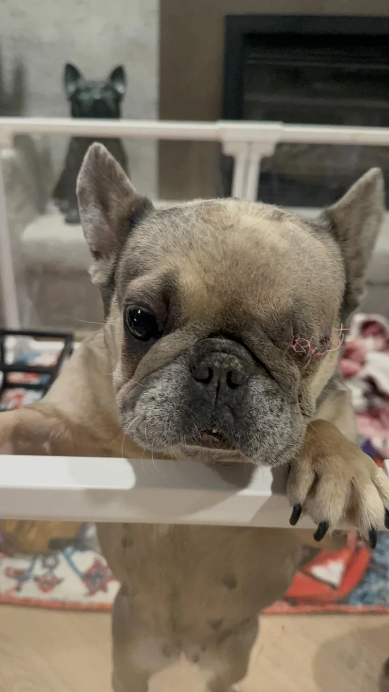 An adult medium-sized female French Bulldog dog named Freya for adoption in Mesa, AZ