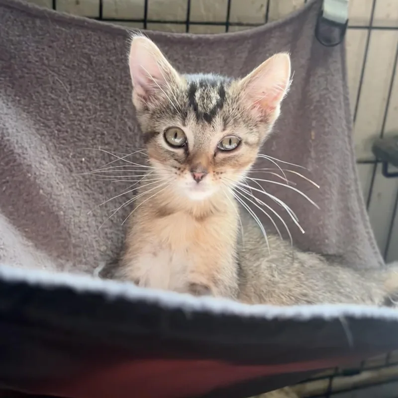 A baby medium-sized female Tabby (Brown / Chocolate) Domestic Short Hair cat named Santana for adoption in Wildomar, CA