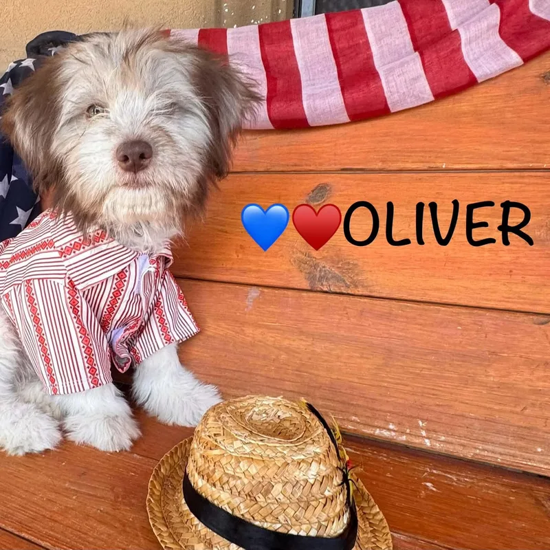 Oliver thumbnail 2