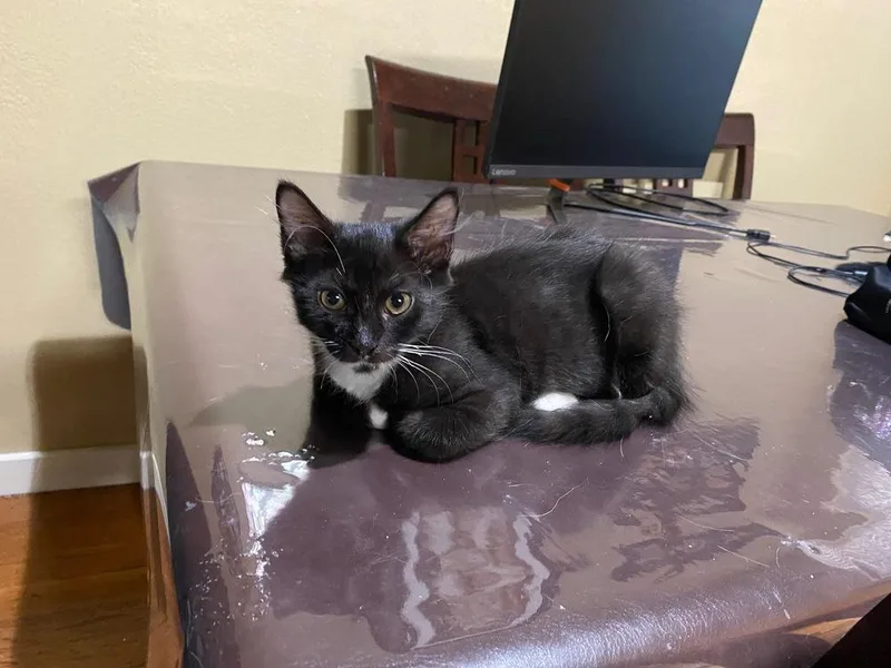 A baby small-sized male Domestic Short Hair cat named Rasmussen for adoption in Dallas, TX