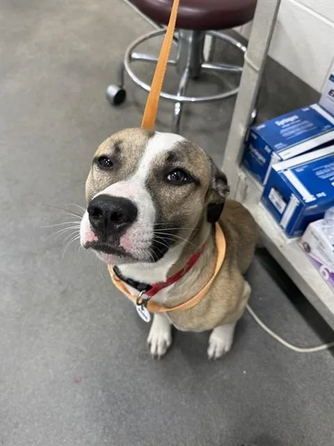 A young medium-sized male Pit Bull Terrier dog named Mello for adoption in Upper Marlboro, MD