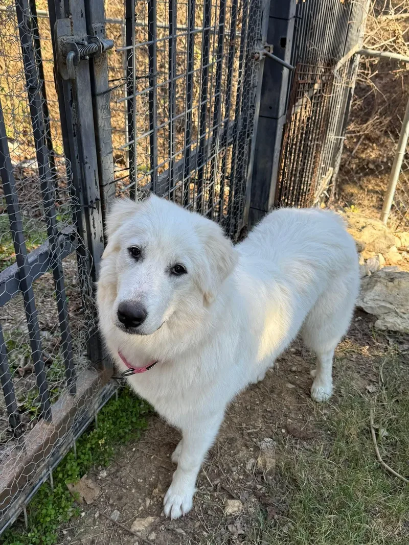 An adult large-sized female White / Cream Great Pyrenees dog named Annie for adoption in Mansfield, TX