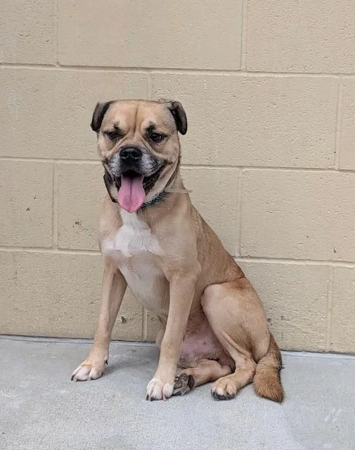 An adult medium-sized male Pug dog named Victor for adoption in Downey, CA