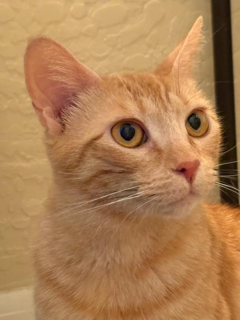 A young medium-sized female Domestic Short Hair cat named Penny Latte for adoption in Chandler, AZ