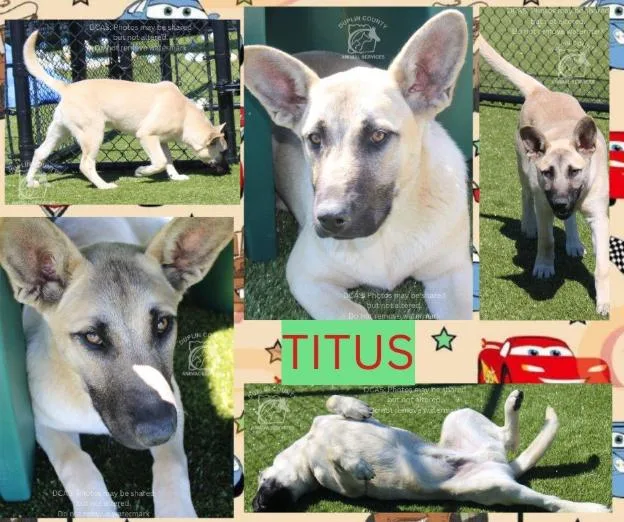 A baby medium-sized male German Shepherd Dog dog named Titus Gorgeous Shepherd for adoption in Chesapeake, VA