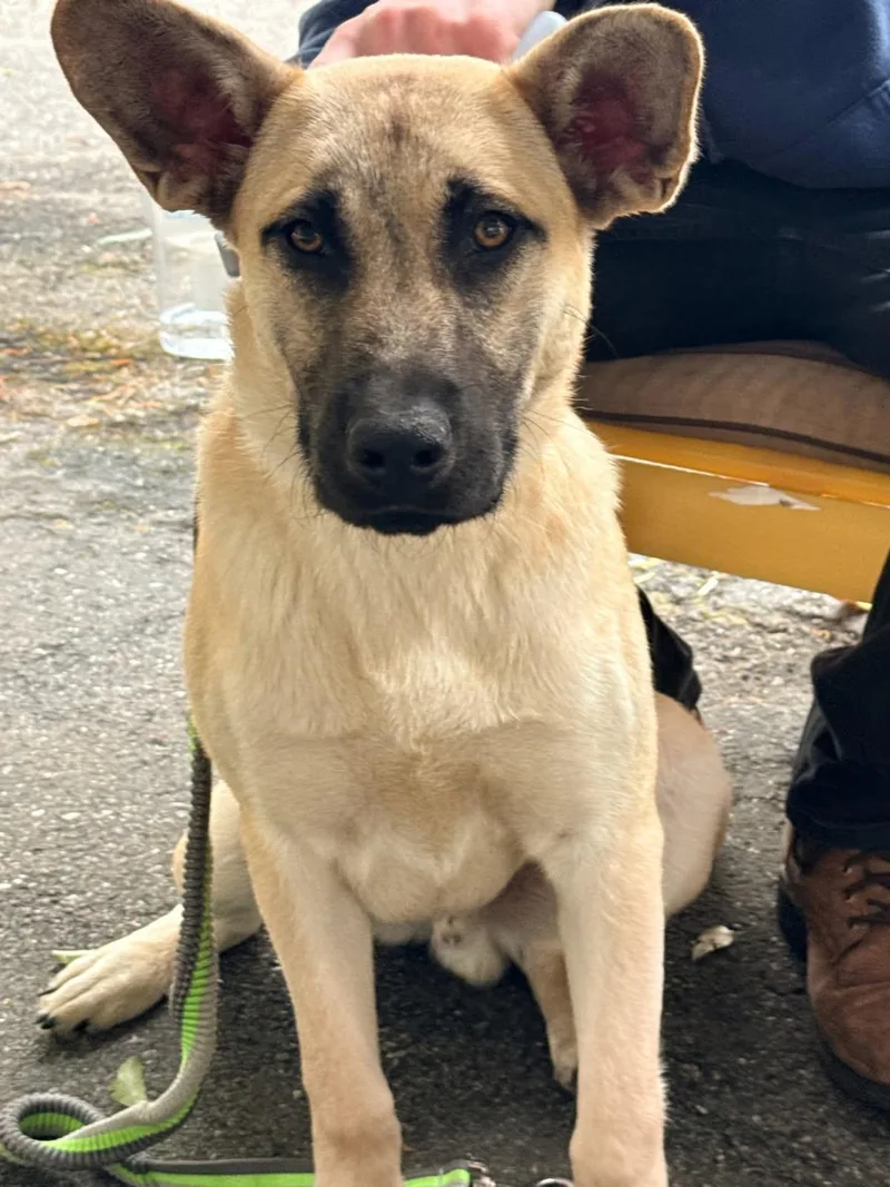 Titus  Gorgeous Shepherd thumbnail 2