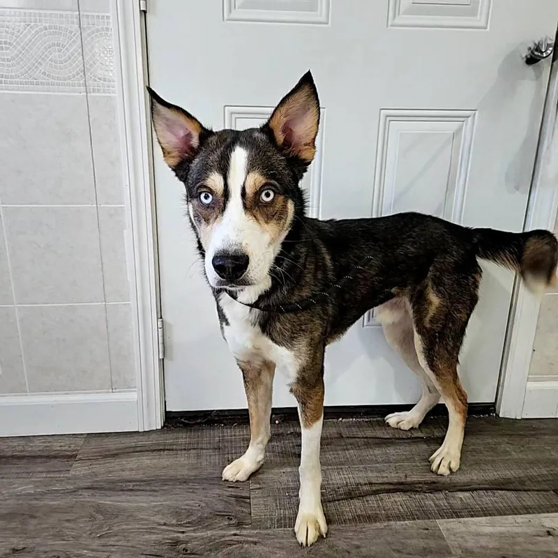 A young medium-sized male Tricolor (Brown, Black, & White) Husky dog named Juno for adoption in Hoopeston, IL