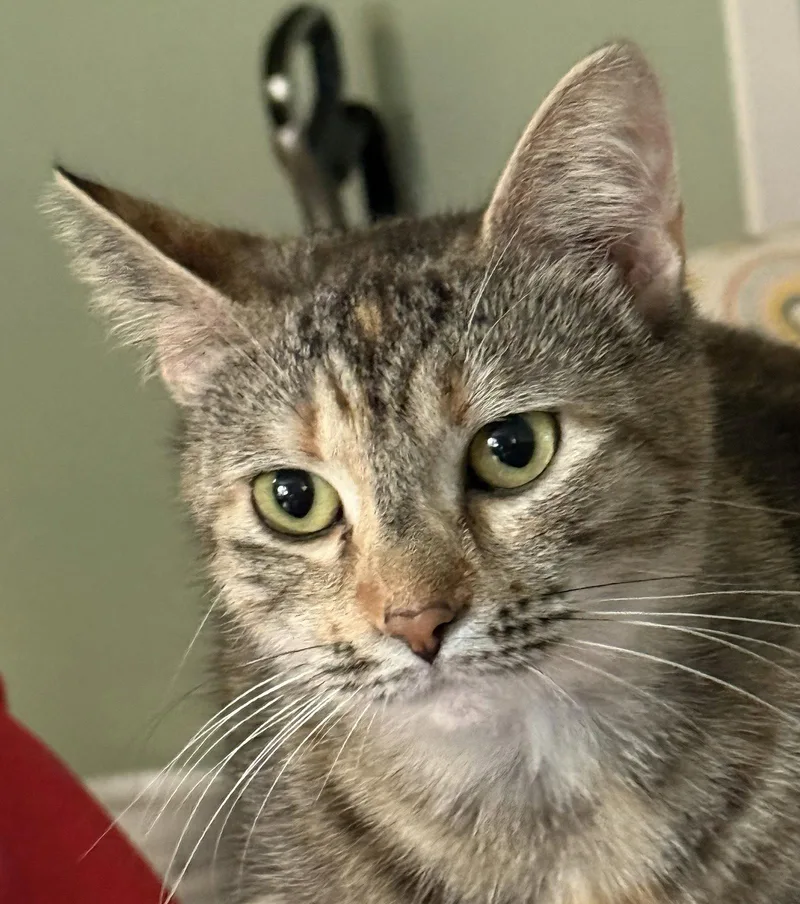 An adult medium-sized female Domestic Short Hair cat named Twiggy for adoption in Crossville, TN