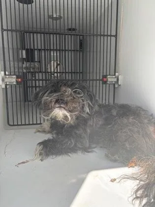 An adult small-sized unknown Mixed Breed dog named RockyRN for adoption in Atlanta, GA