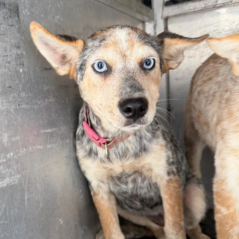 A baby small-sized female Red / Chestnut / Orange Cattle Dog dog named Pepper for adoption in Edinburg, TX