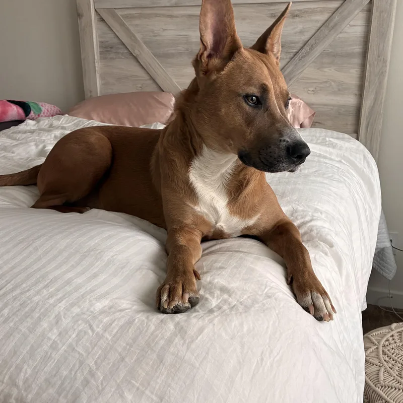 A young medium-sized male Golden Black Mouth Cur dog named Moose for adoption in Houston, TX