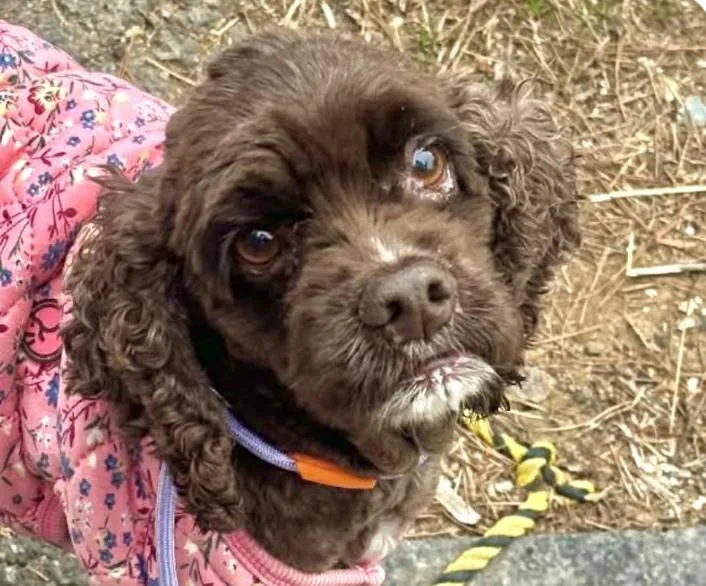 An adult small-sized female Cocker Spaniel dog named Coco for adoption in San Ramon, CA