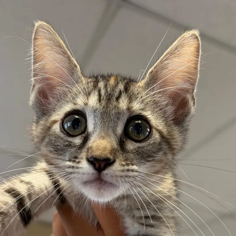A baby small-sized female Brown / Chocolate Domestic Short Hair cat named Iris for adoption in Santa Barbara, CA