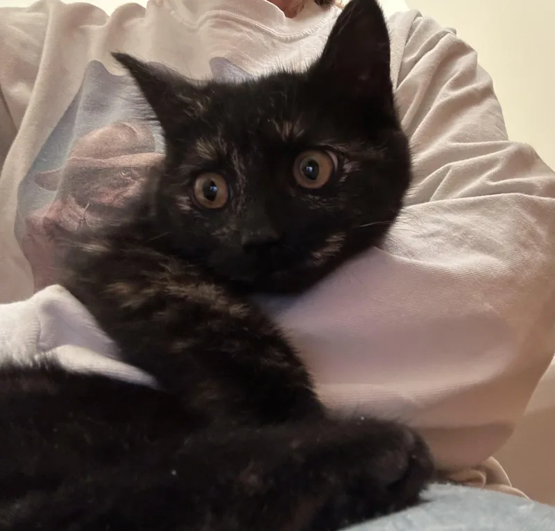 A baby medium-sized female Tortoiseshell cat named Delilah & Dunkin bonded for adoption in Frederick, MD