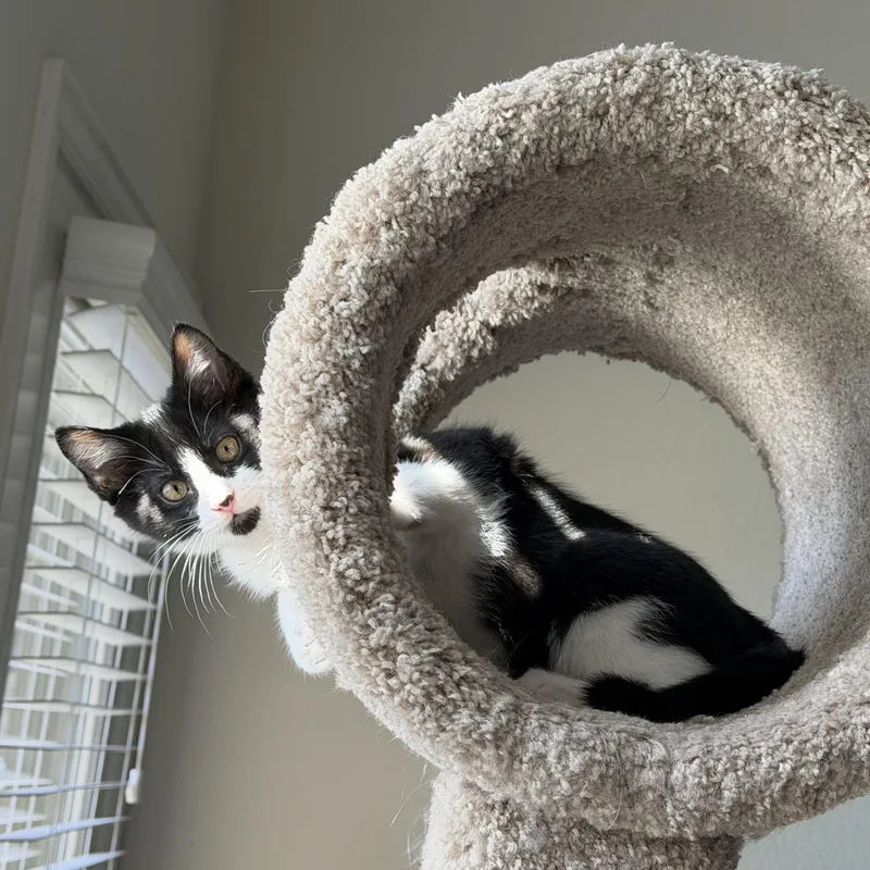 Bugatti “bug” thumbnail 2