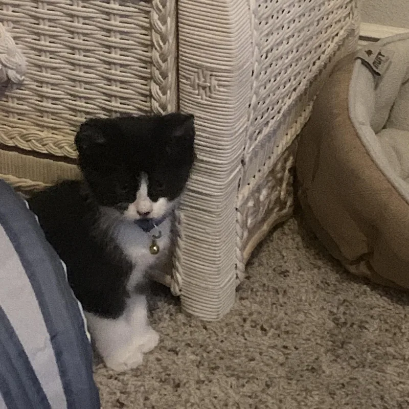 Bugatti “bug” thumbnail 3