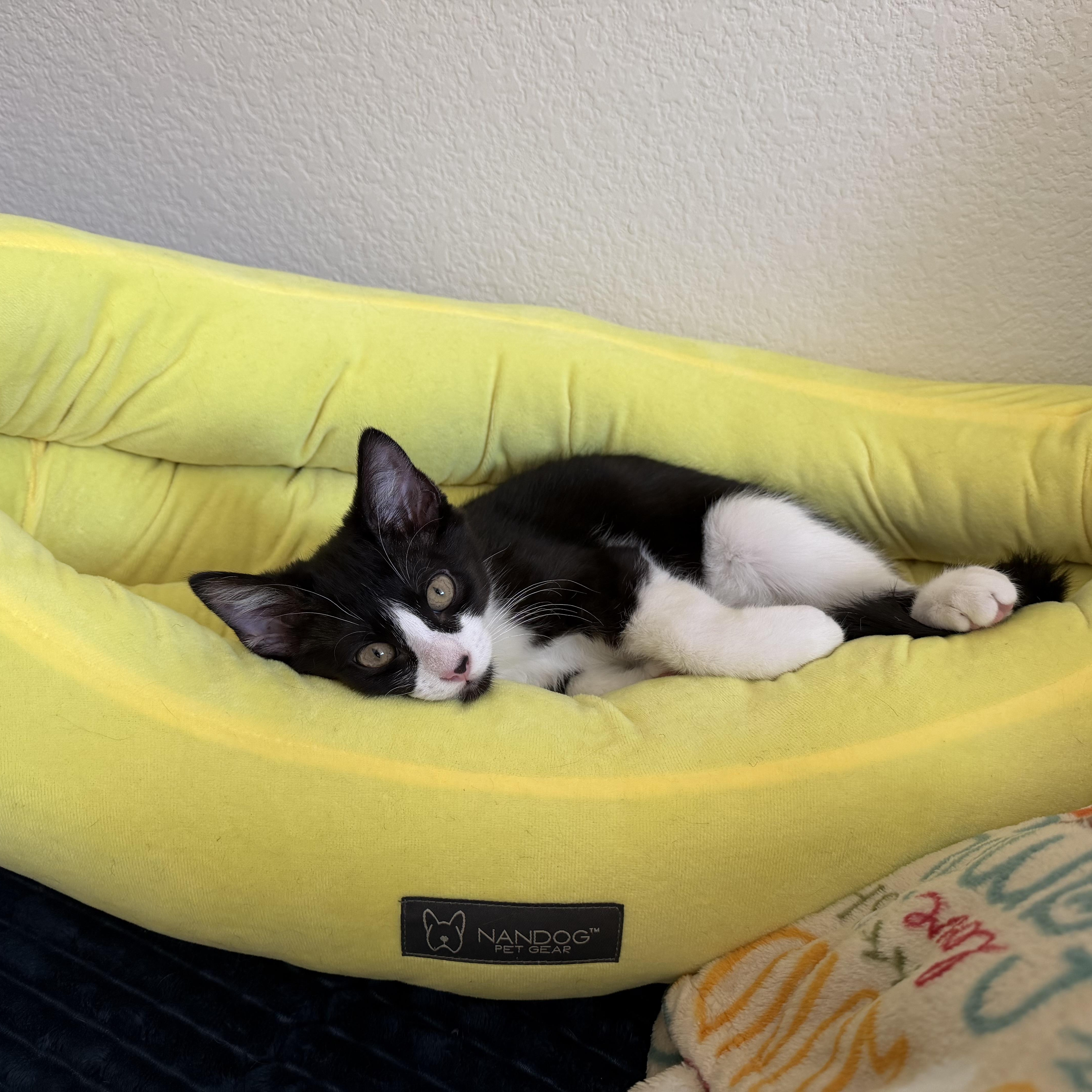 Bugatti “bug” thumbnail 4