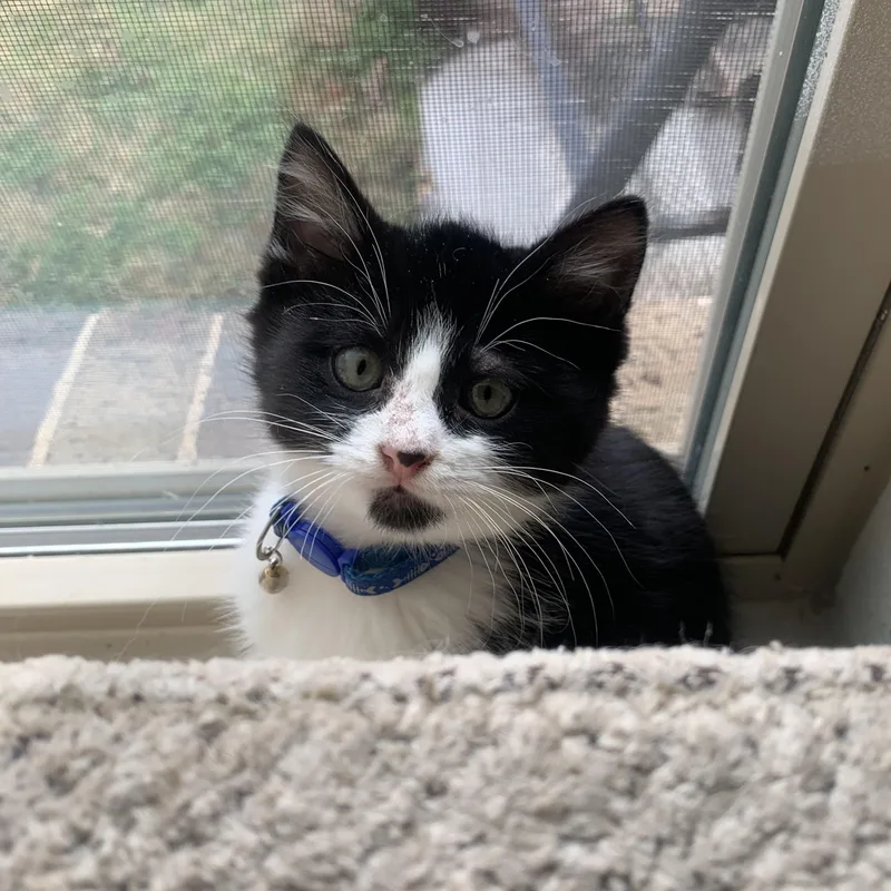 Bugatti “bug” thumbnail 5