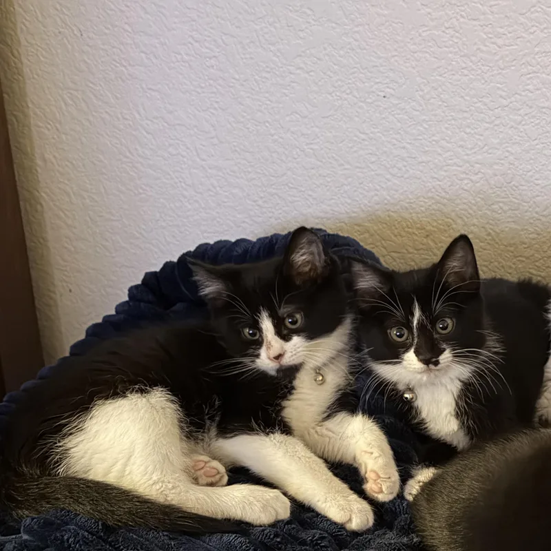 Bugatti “bug” thumbnail 6