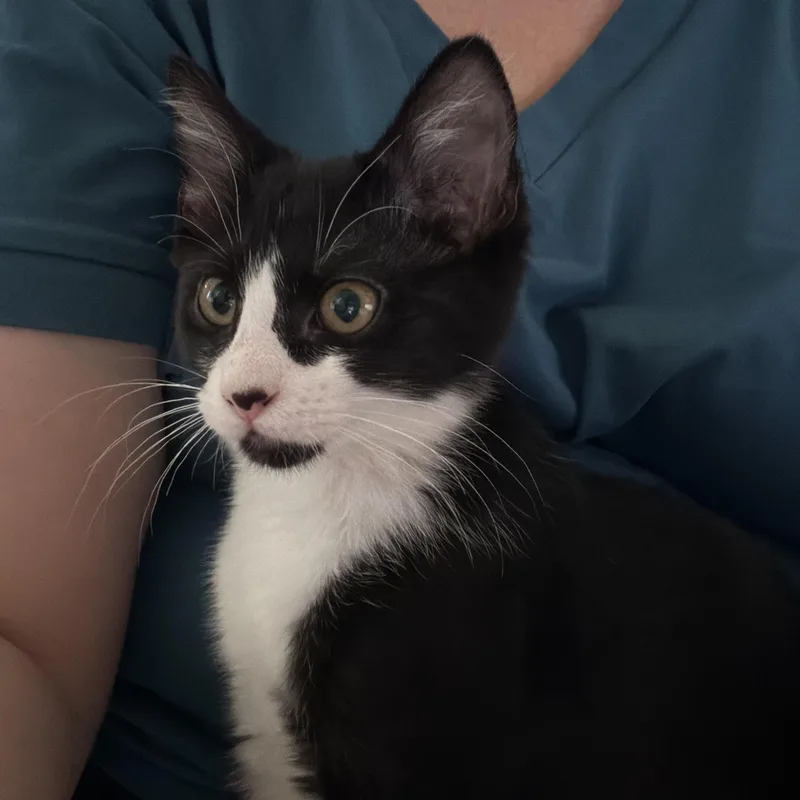 A young medium-sized male Tuxedo cat named Bugatti “bug” for adoption in Coppell, TX