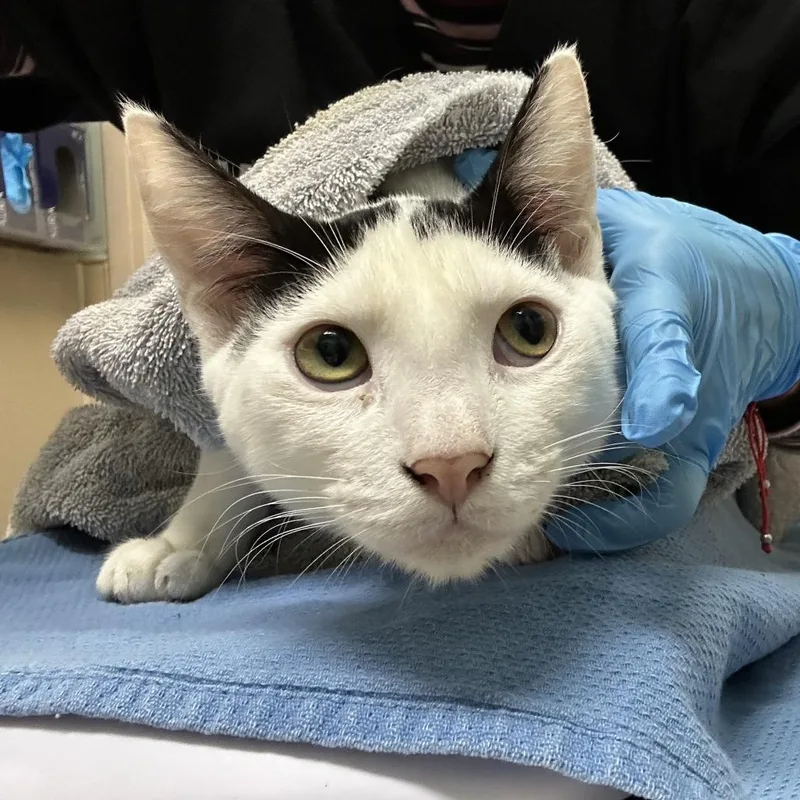An adult medium-sized male White Domestic Short Hair cat named Unknown for adoption in Tacoma, WA