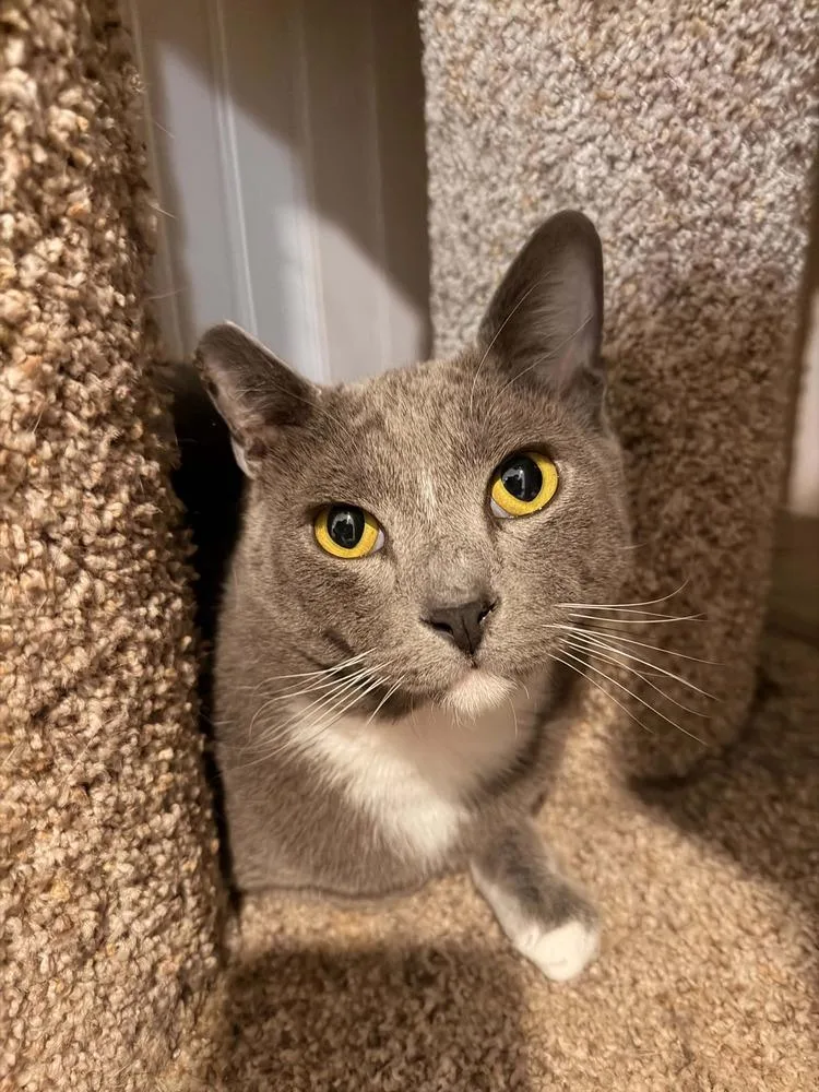 An adult medium-sized male Gray & White Domestic Short Hair cat named Herbie for adoption in Vancouver, WA