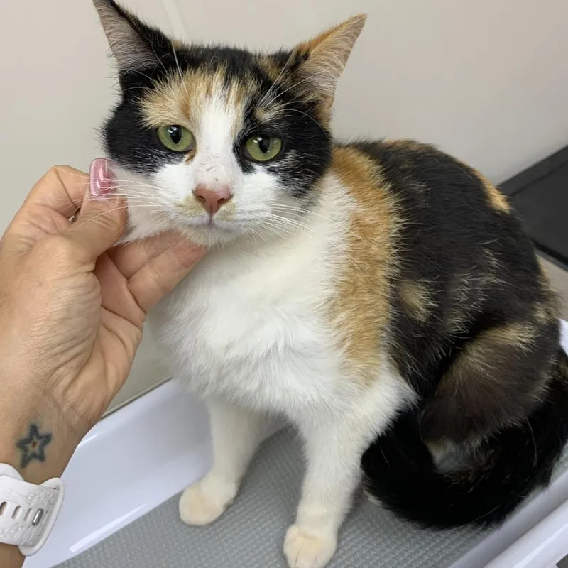 An adult medium-sized female Calico Domestic Short Hair cat named Tour Of Italy for adoption in Morganton, NC