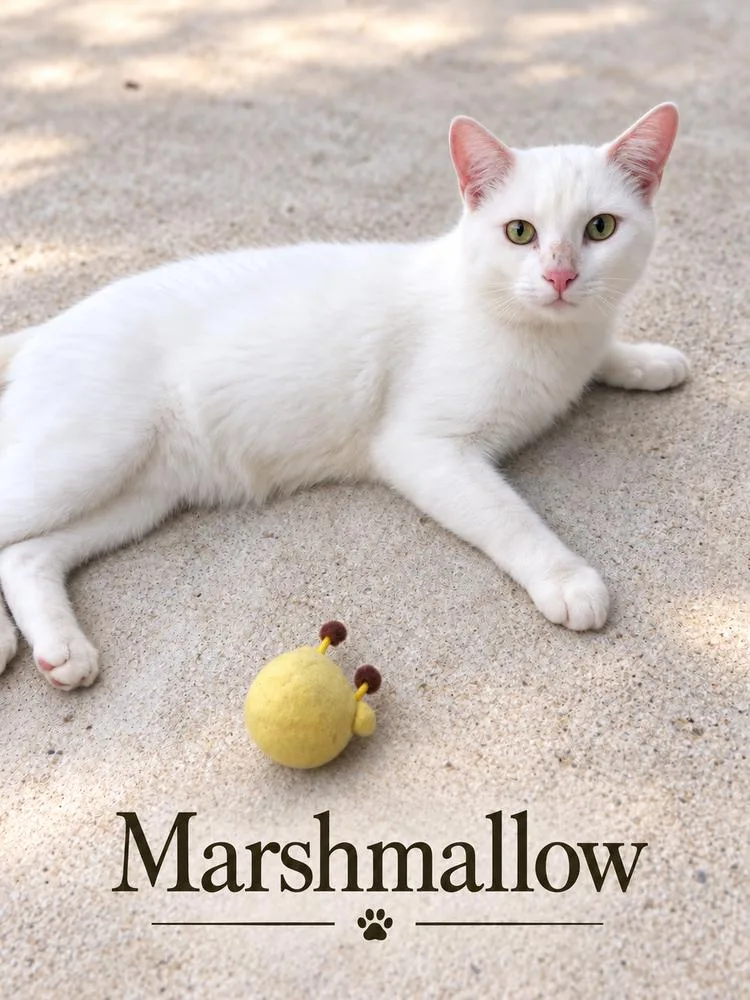 A young medium-sized male White Domestic Short Hair cat named Marshmallow for adoption in Fern Park, FL