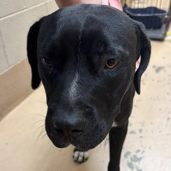 An adult medium-sized male Black Mixed Breed dog named Musketeers for adoption in Gadsden, AL