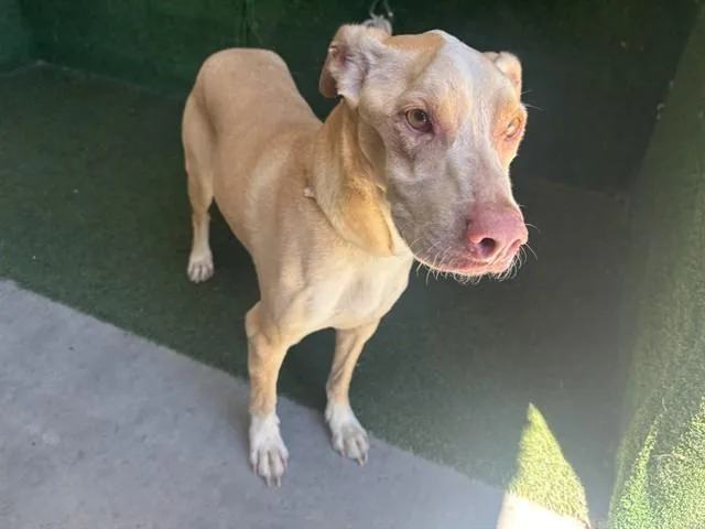 An adult medium-sized male Pit Bull Terrier dog named Bisquit for adoption in Lancaster, CA