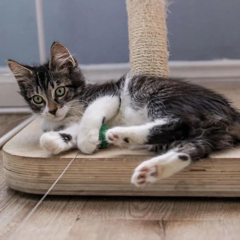 A baby small-sized male Brown / Chocolate Domestic Short Hair cat named Benny for adoption in Los Angeles, CA