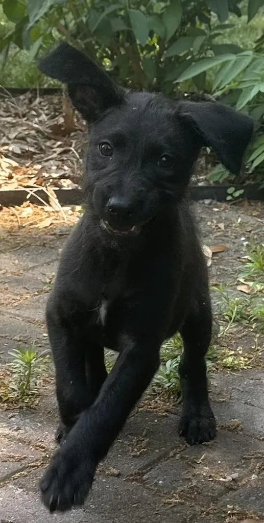 A baby medium-sized female Labrador Retriever dog named Birdie for adoption in Florence, SC