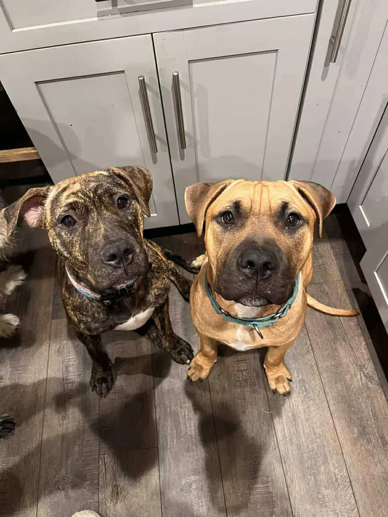 John Cusack thumbnail 4