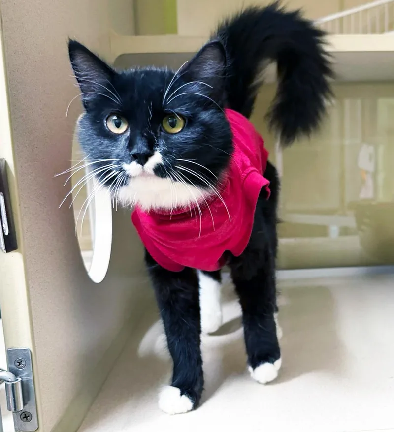 A baby medium-sized female Domestic Medium Hair cat named Aunt Gertrude for adoption in San Clemente, CA