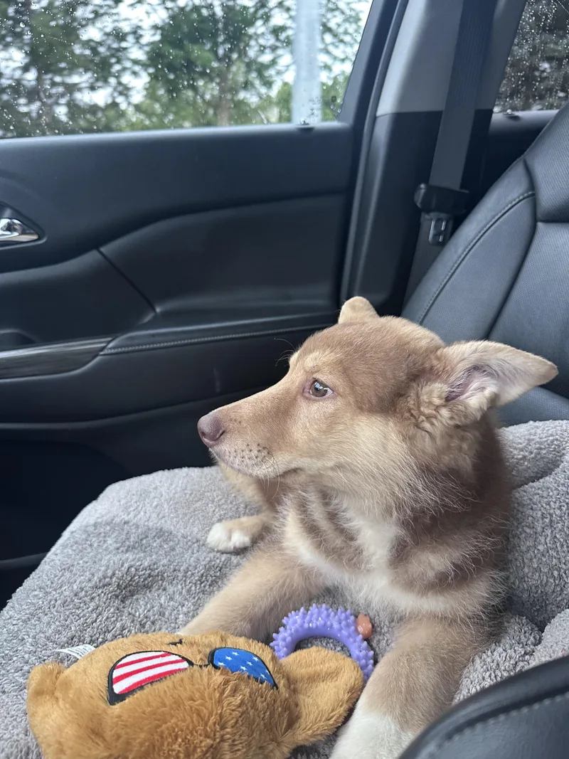 A baby large-sized male Husky dog named Merle for adoption in Indianapolis, IN