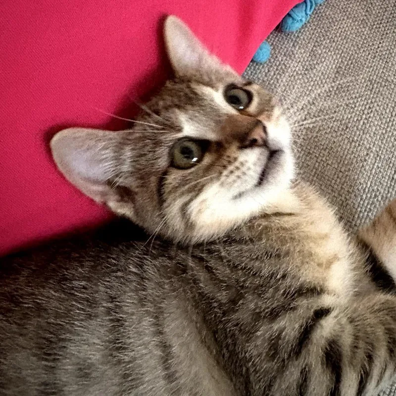 A baby small-sized male Brown / Chocolate American Shorthair cat named Volo for adoption in Houston, TX